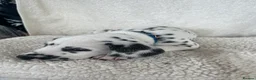 Dalmatian dogs for sale: Dalmatian Puppies  - Advert 30