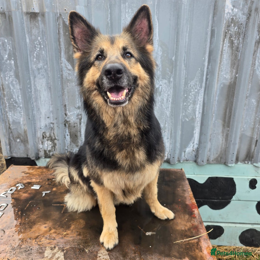 German Shepherd dogs for stud: Kaizer available for Stud - Image 7