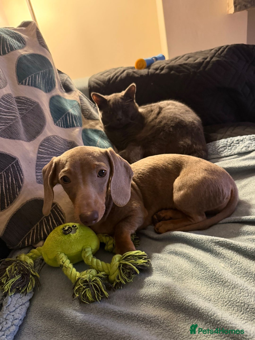 Miniature Dachshund dogs for sale: Needs a loving home - Advert 5