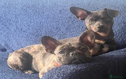 Mixed Breed dogs for sale: Dachshund/ french bulldog - Image 3