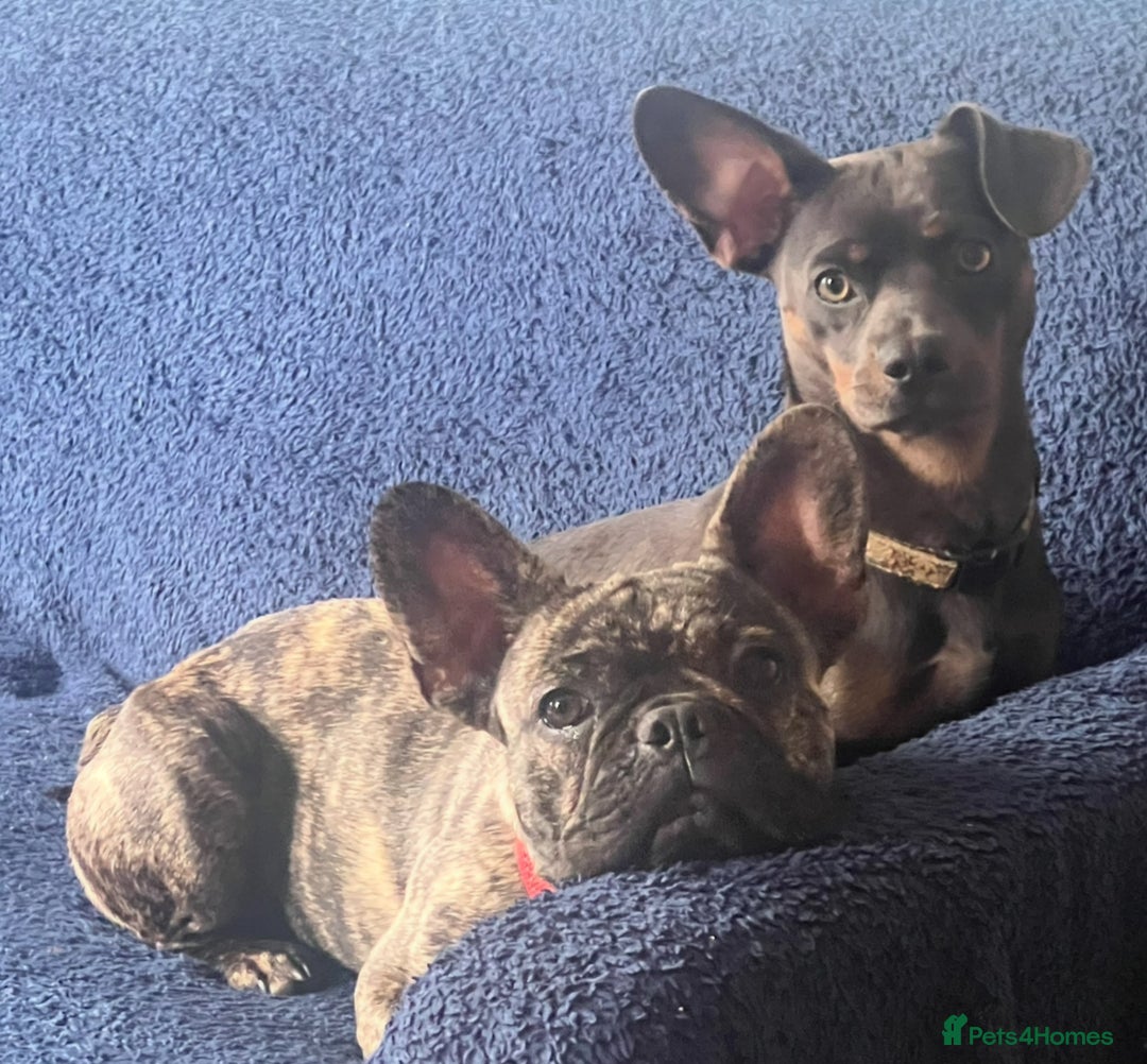 Mixed Breed dogs for sale: Dachshund/ french bulldog - Image 3