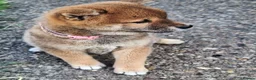 Japanese Shiba Inu dogs for sale: Japan Shiba inu  - Advert 8