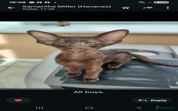 Oriental cats for sale: GCCF. Stunning Havana (Oriental Chocolates)  - Image 2