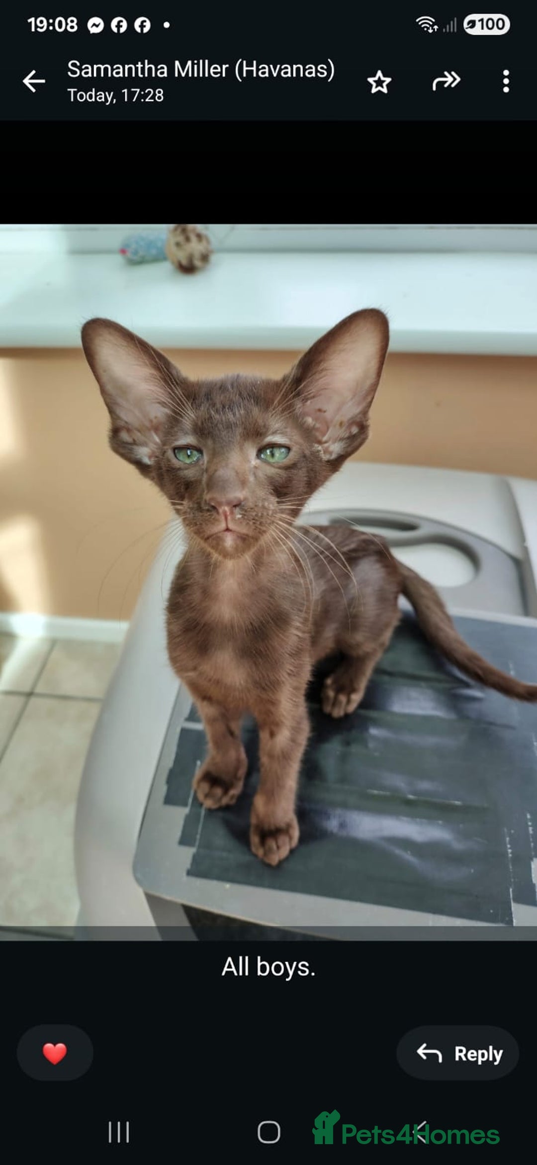 Oriental cats for sale: GCCF. Stunning Havana (Oriental Chocolates)  - Image 2