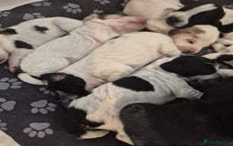 Mixed Breed dogs for sale: Cocker spaniel cross terrier mix  - Image 2