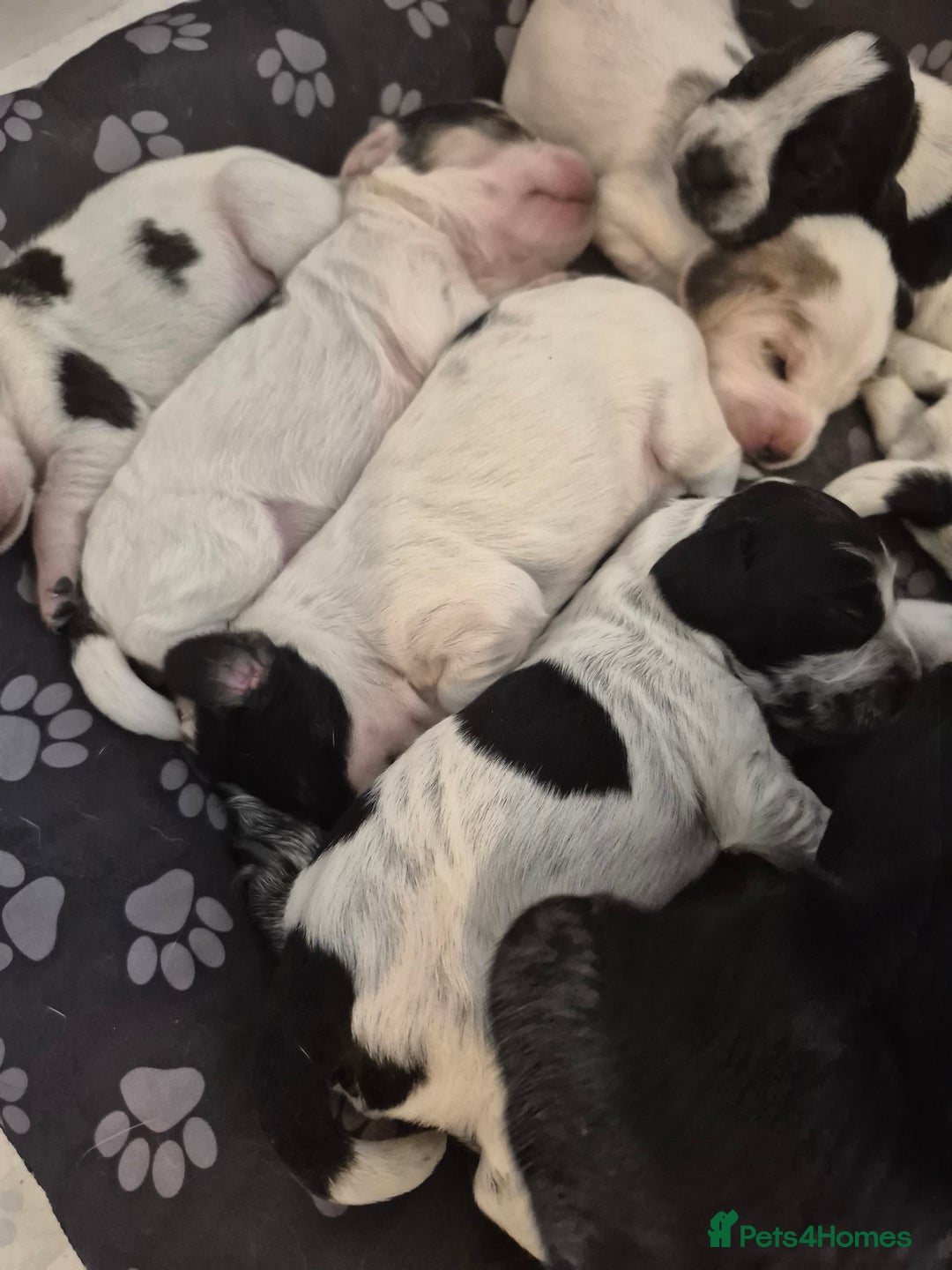 Mixed Breed dogs for sale: Cocker spaniel cross terrier mix  - Image 2