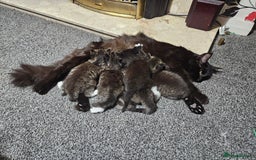 Maine Coon cats for sale: 3 main coon mix kittens - Image 8