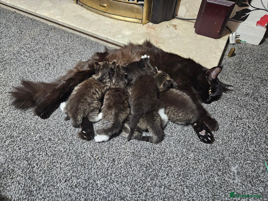 Maine Coon cats for sale: 3 main coon mix kittens - Image 8
