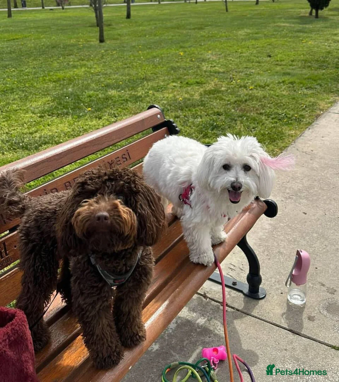 Maltipoo dogs for sale: Maltipoo Puppy  - Advert 1