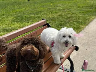 Maltipoo dogs Maltipoo Puppy - Advert 3