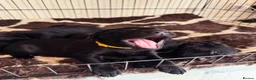 Labrador Retriever dogs for sale: KC Labrador - Traditional working  - Advert 7