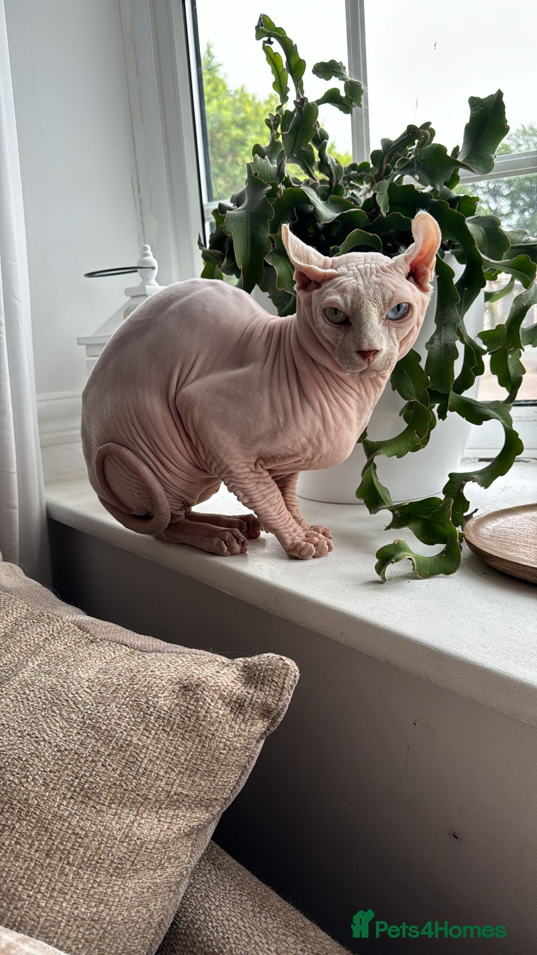 Sphynx cats for sale: From odd eyes father elf shpynx tica pedigree.  - Image 19