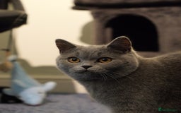British Shorthair cats for sale: British short hr - Image 3