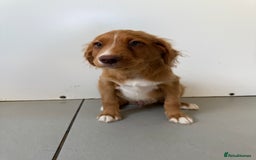 Nova Scotia Duck Tolling Retriever dogs for sale: KC REG Nova Scotia Boy - Image 4