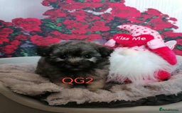 Maltipoo dogs for sale: Stunning  TINY phantom Maltipoos ready now  - Image 4