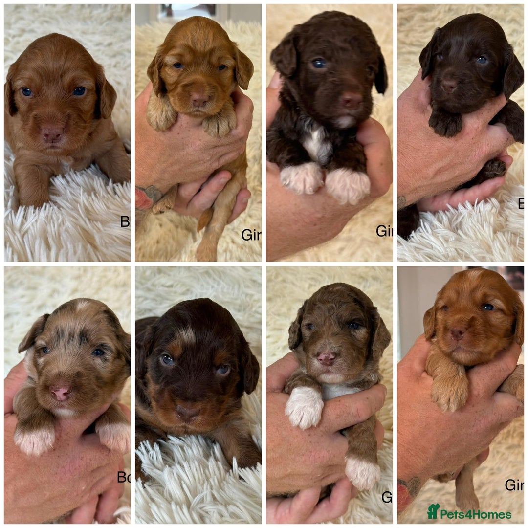 Cockapoo dogs for sale: beautiful merle cockapoo pups, ready 19th August - Image 1