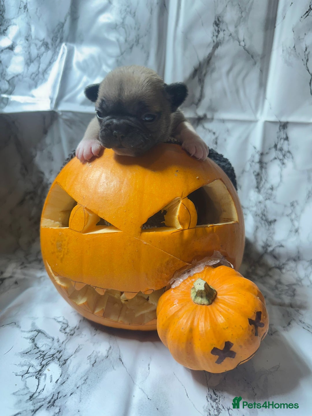 French Bulldog dogs for sale: Kc registered frenchbulldog puppies  - Advert 4