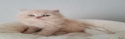 British Shorthair cats for sale: British Shorthair Males & Females in Leicester - Advert 13