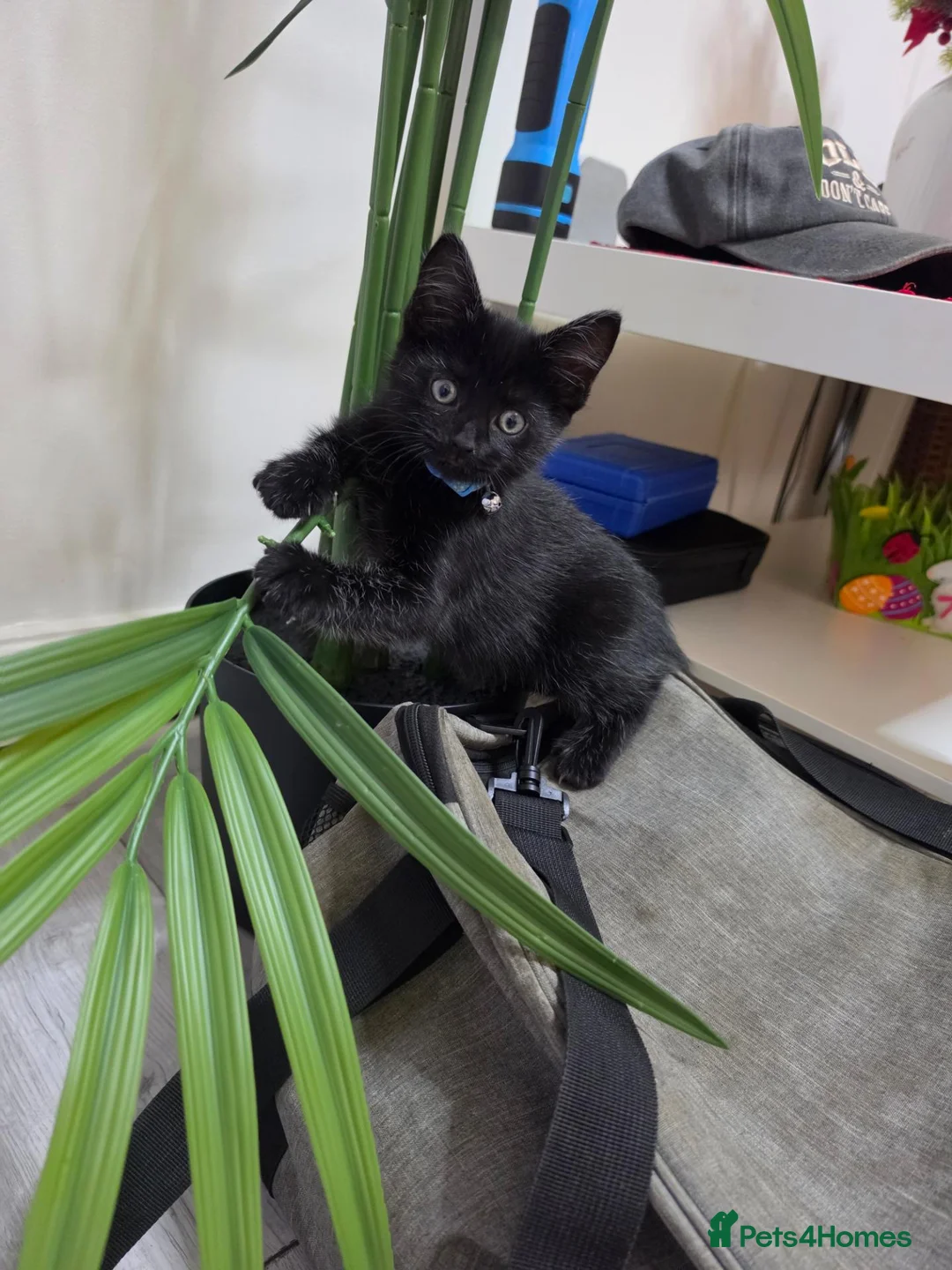 Mixed Breed cats for sale: Kittens - Advert 2