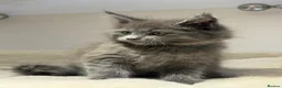 Maine Coon cats for sale: Beautiful TICA Registered Maine Coon Kittens Avail - Advert 6