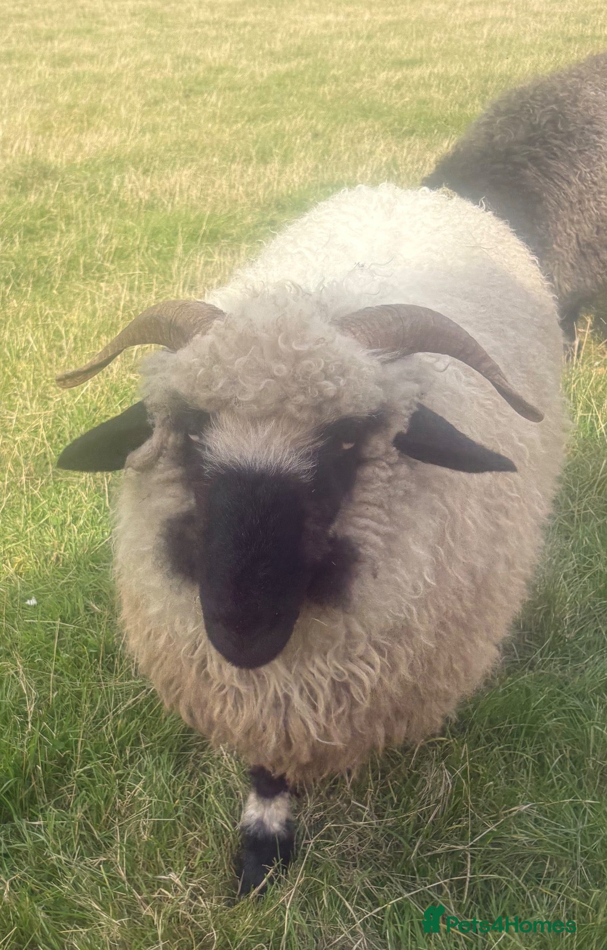 Sheep livestock Lovely pair Valais black nose sheep - Advert 2