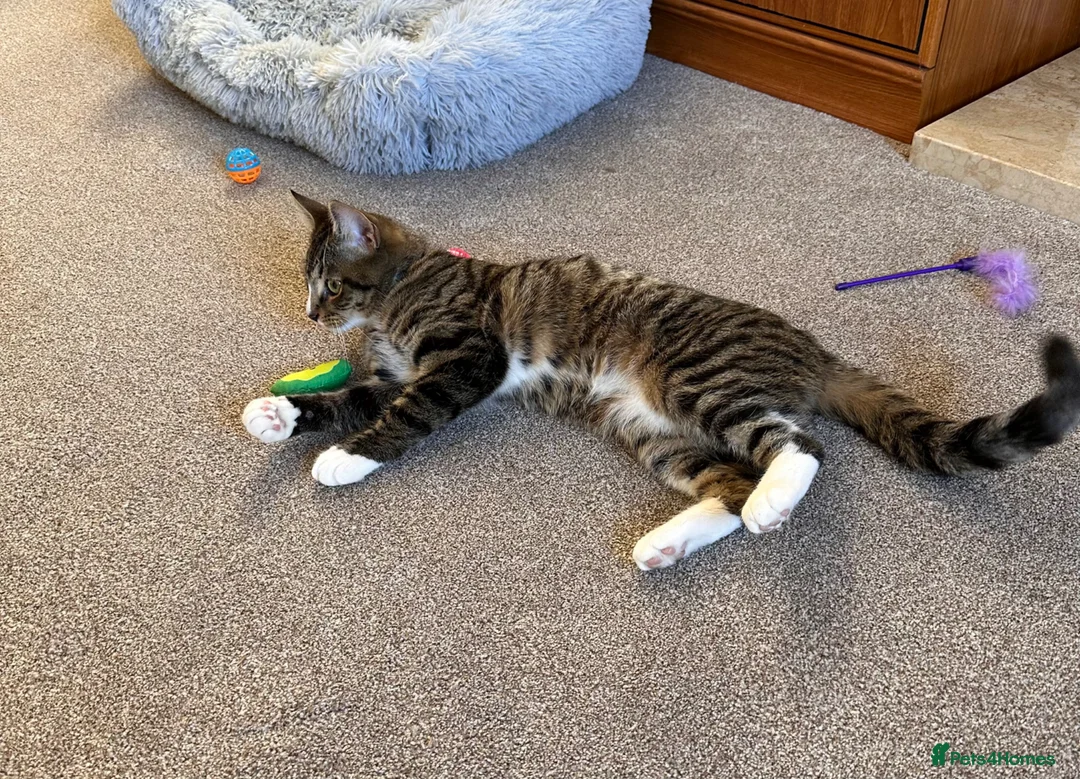 Domestic Shorthair cats for sale: Samie - Advert 9