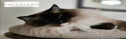 Ragdoll cats for sale: Pedigree Adult Ragdolls  - Advert 12