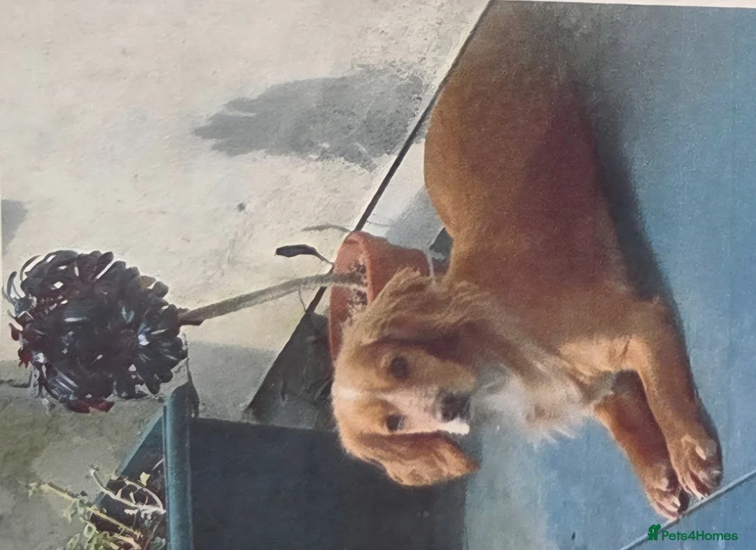 Cocker Spaniel dogs for sale: Kc registered Working cocker spaniel part trained  in Dartford - Advert 3