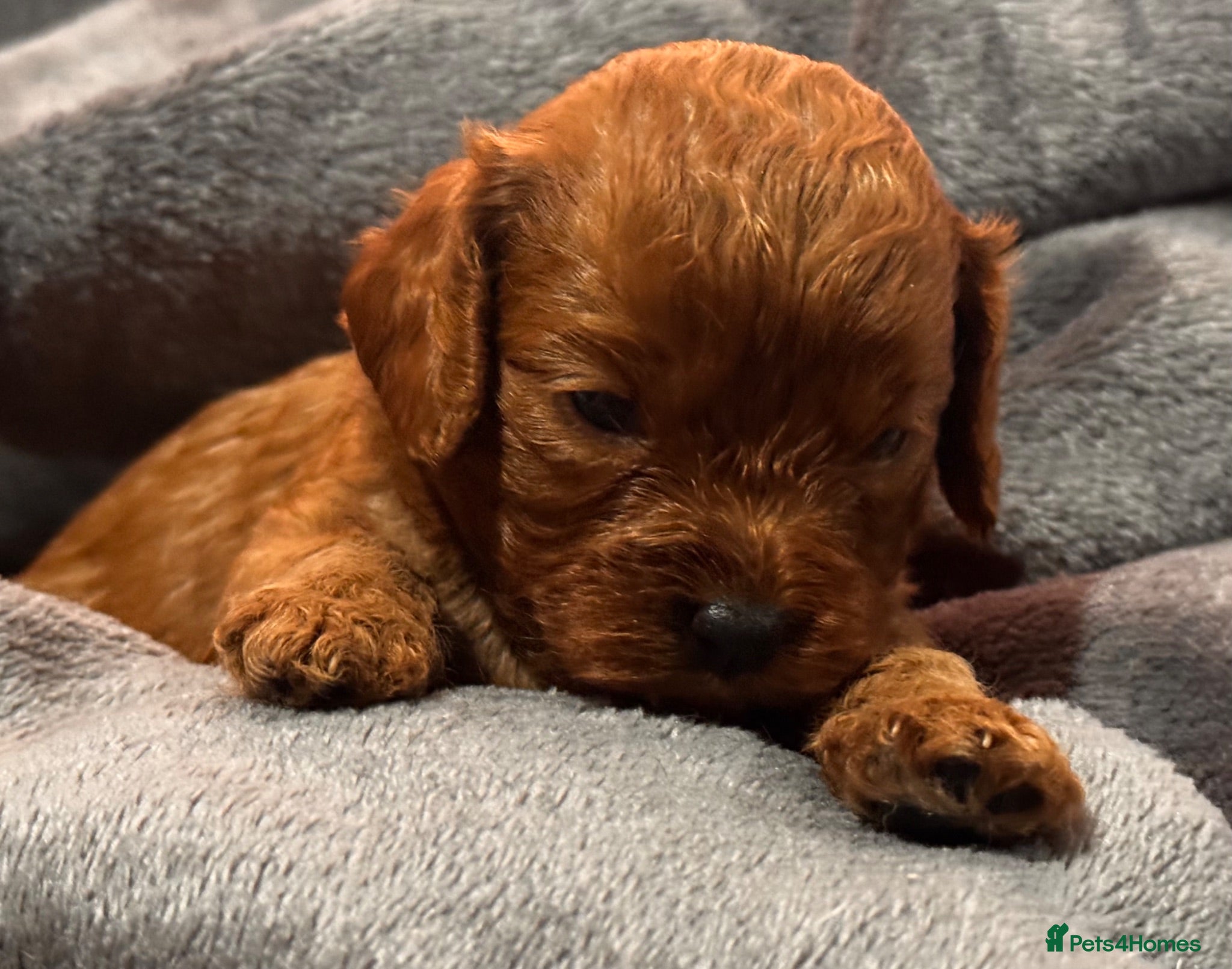 Cavapoo dogs Stunning cavapoo puppies. Viewing welcomed   - Advert 13