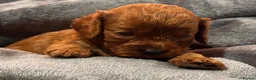 Cavapoo dogs for sale: Ready to leave this week  - Advert 14