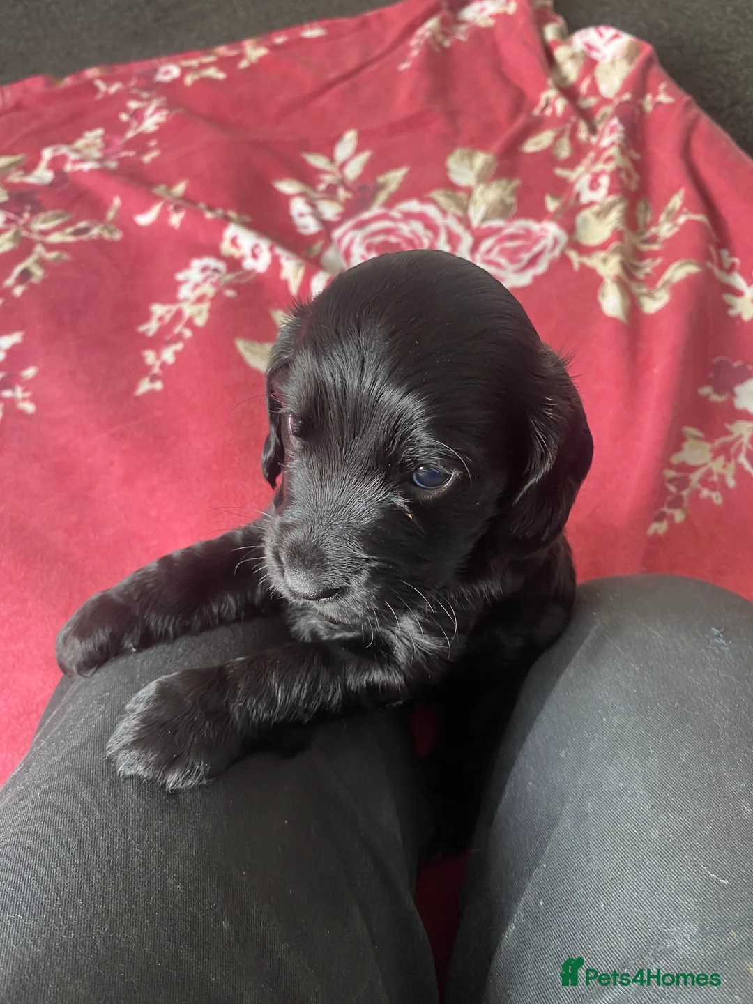 Cockapoo dogs for sale: Cockerpoo Puppies in Exmouth - Advert 10