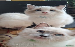 Ragdoll cats for sale: GCCF reg Ragdoll kittens  - Image 14