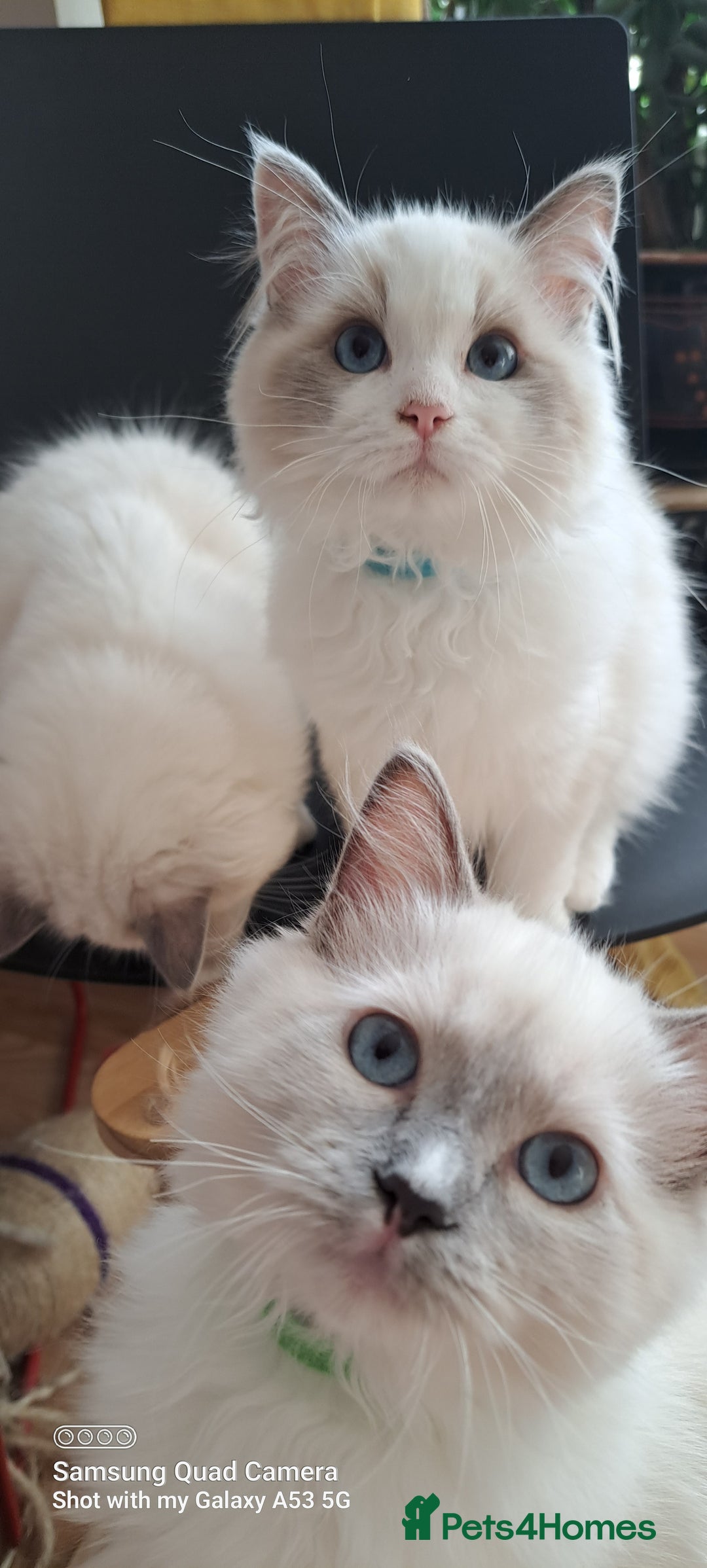 Ragdoll cats for sale: GCCF reg Ragdoll kittens  - Image 14