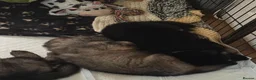 Mixed Breed dogs for sale: Alaska shepherd x  - Advert 12