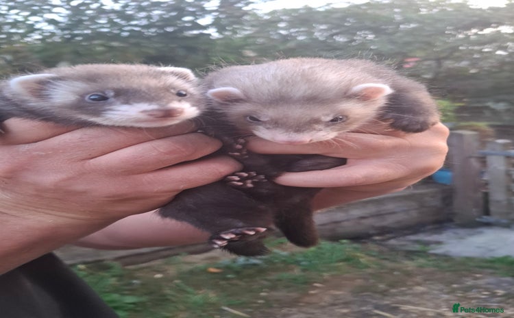 Ferret rodents - Advert 2