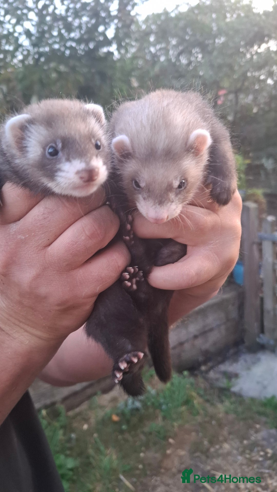 Ferret rodents for sale: 8 wk polecat Ferret kits £25 each or two for £40  - Image 1