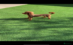 Cockapoo dogs for sale: F1b cockapoo female puppy - Image 6