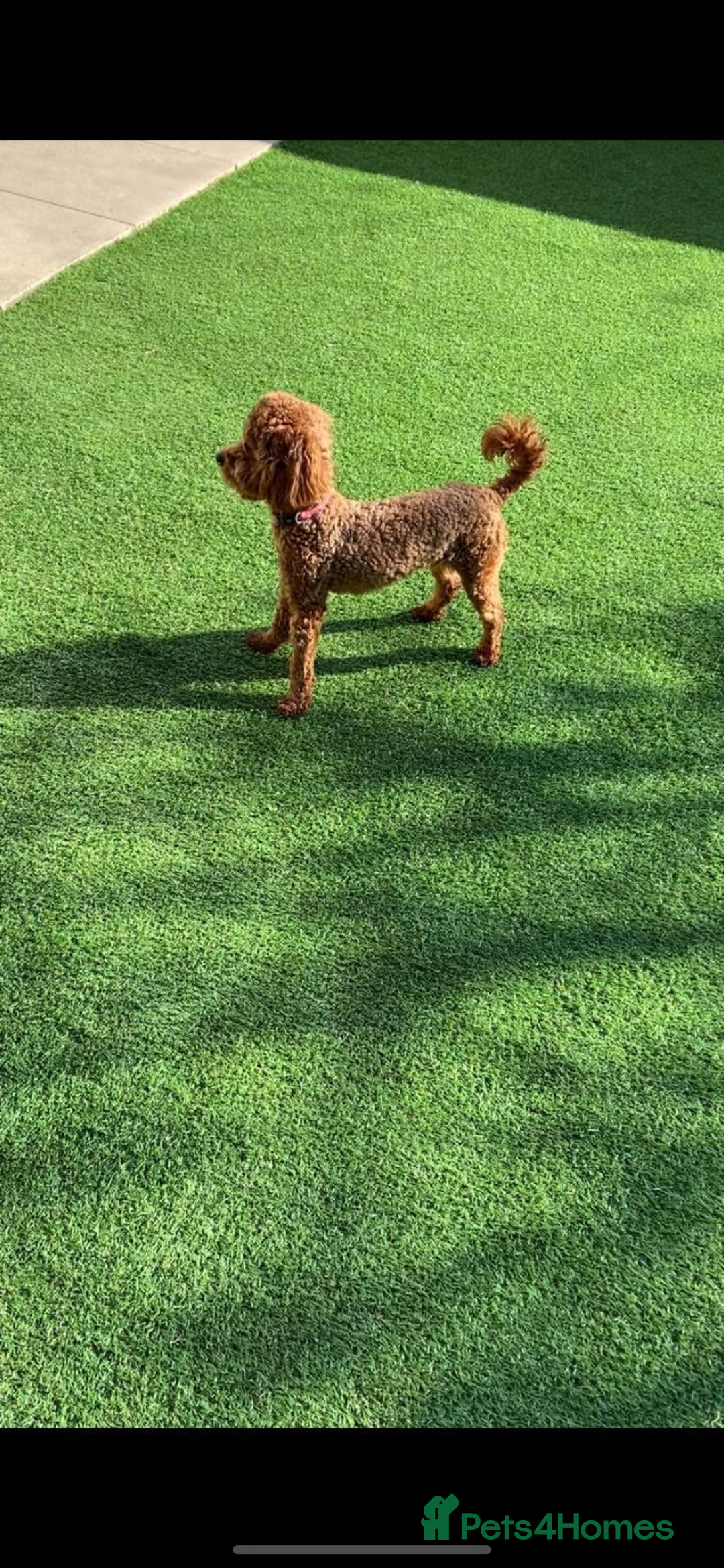 Cockapoo dogs for sale: F1b cockapoo female puppy - Image 6