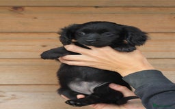 Mixed Breed dogs for sale: Chiweenie Puppies For Sale  - Image 14