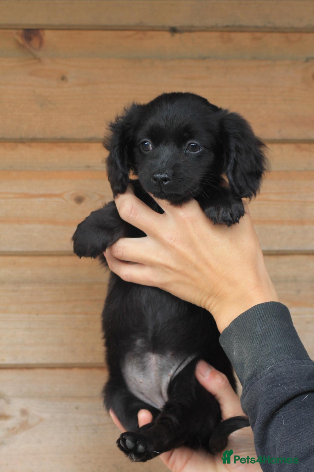Mixed Breed dogs for sale: Chiweenie Puppies For Sale  - Image 14