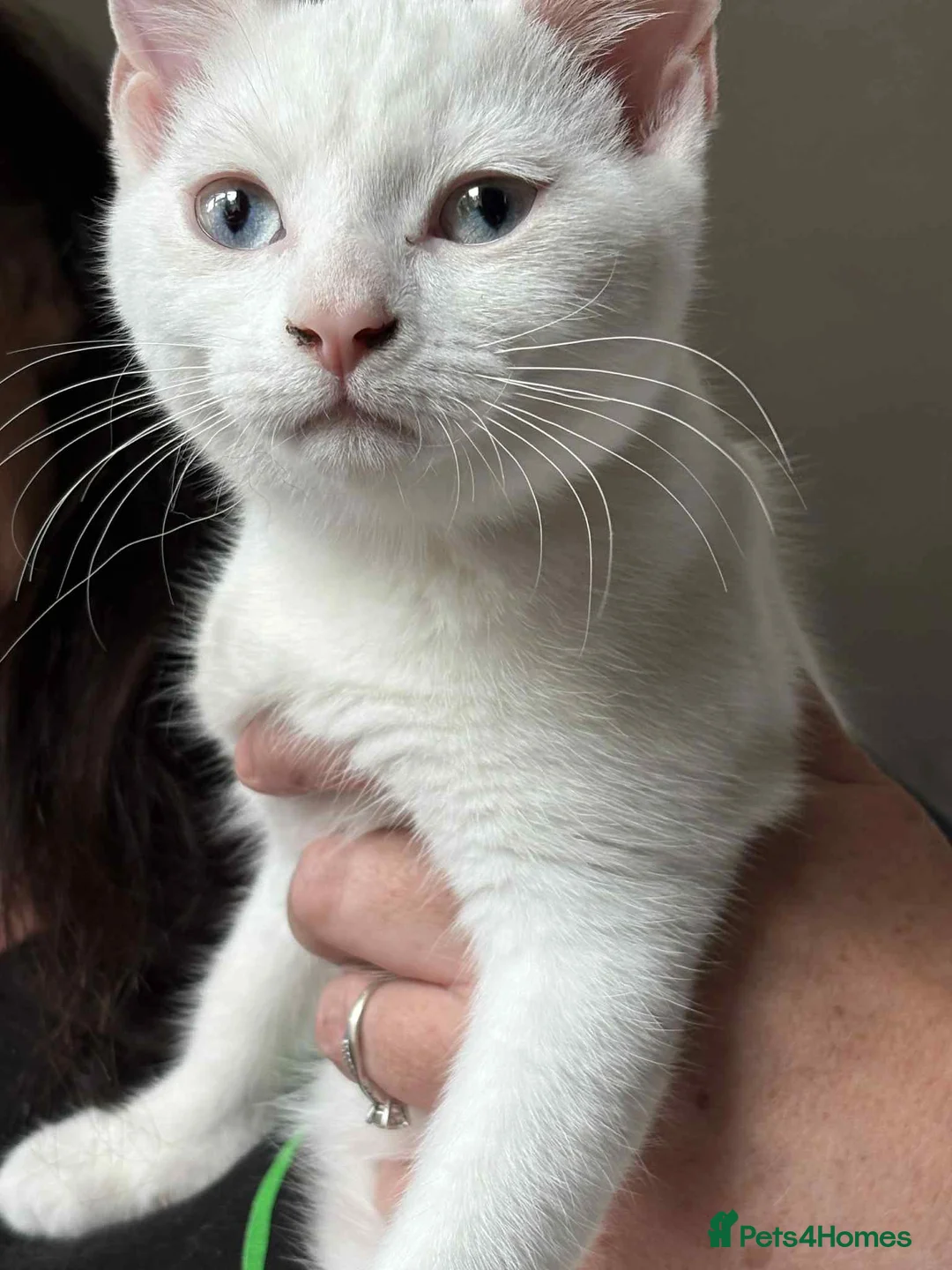 Mixed Breed cats for sale: Siamese x - Advert 5