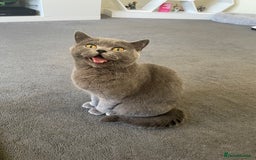 British Shorthair cats for sale: Looking for a loving home for Ash - Image 2