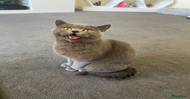 British Shorthair cats - Advert 1