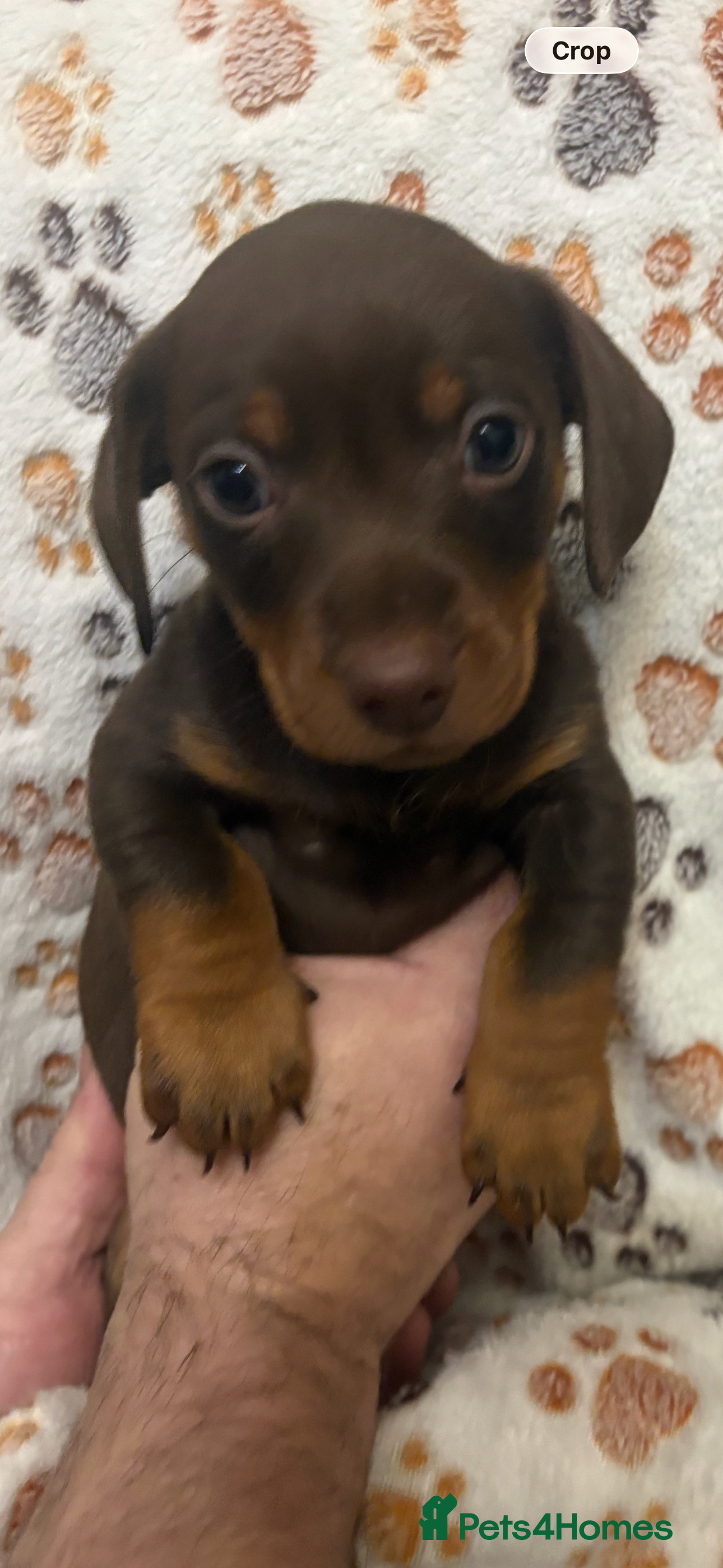 Mixed Breed dogs Daxie jacks - Advert 9