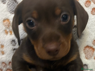 Mixed Breed dogs Daxie jacks - Advert 9