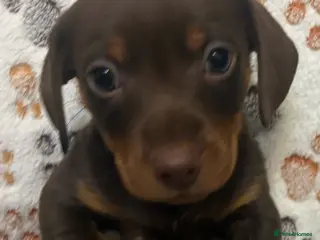 Mixed Breed dogs Daxie jacks - Advert 2