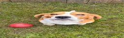 Beagle dogs for sale: FOREVER HOME WANTED FOR BECKY & BUDDY 🐾❤️ - Advert 1