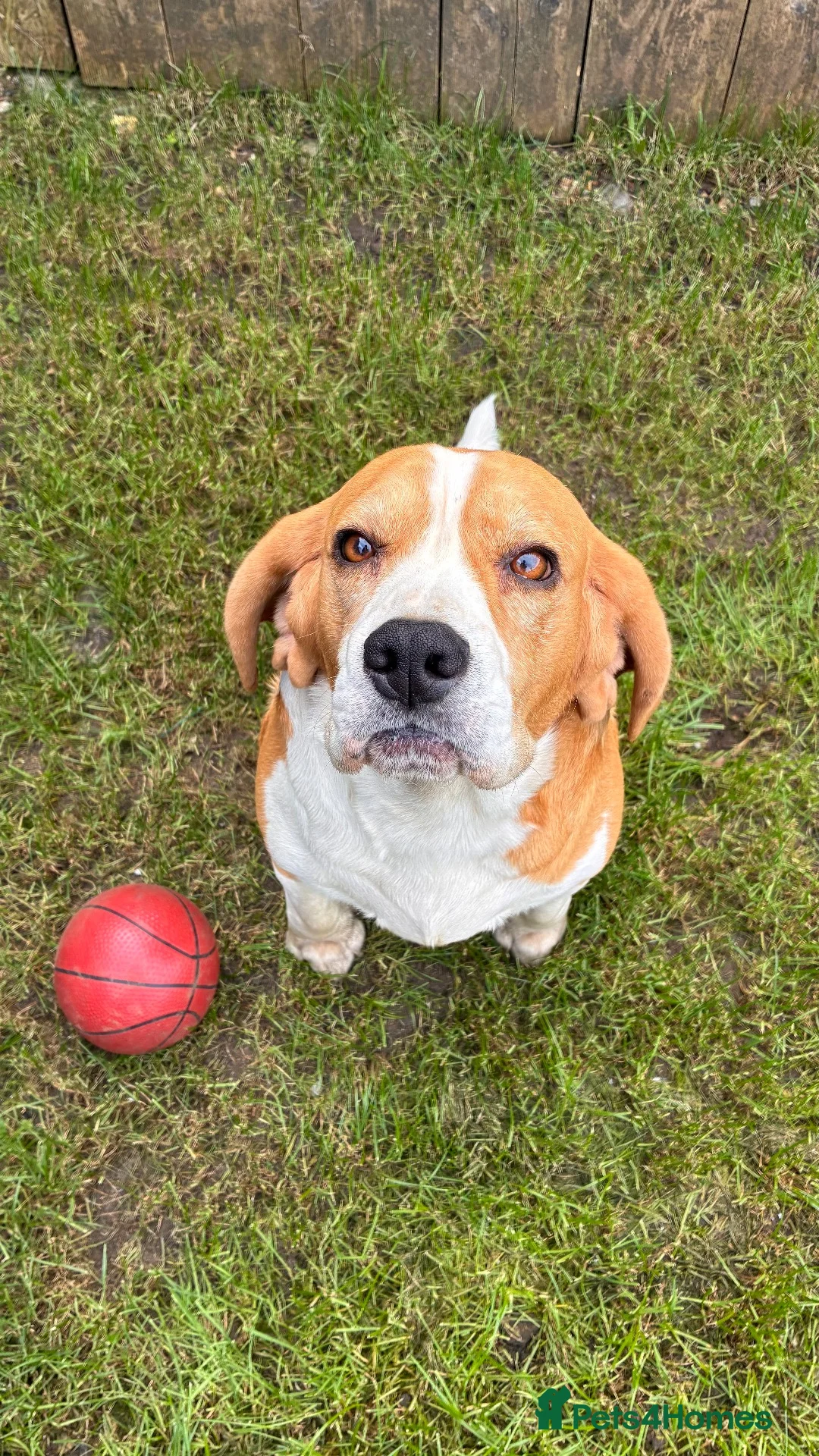 Beagle dogs for sale: FOREVER HOME WANTED FOR BECKY & BUDDY 🐾❤️ - Advert 1