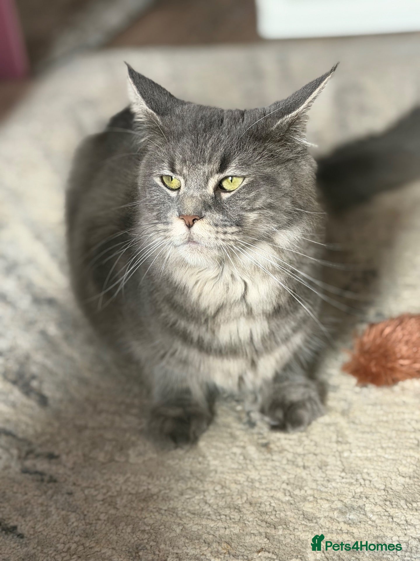 Maine Coon cats 🐾 MAINE COON KITTENS  🐾 - Advert 1