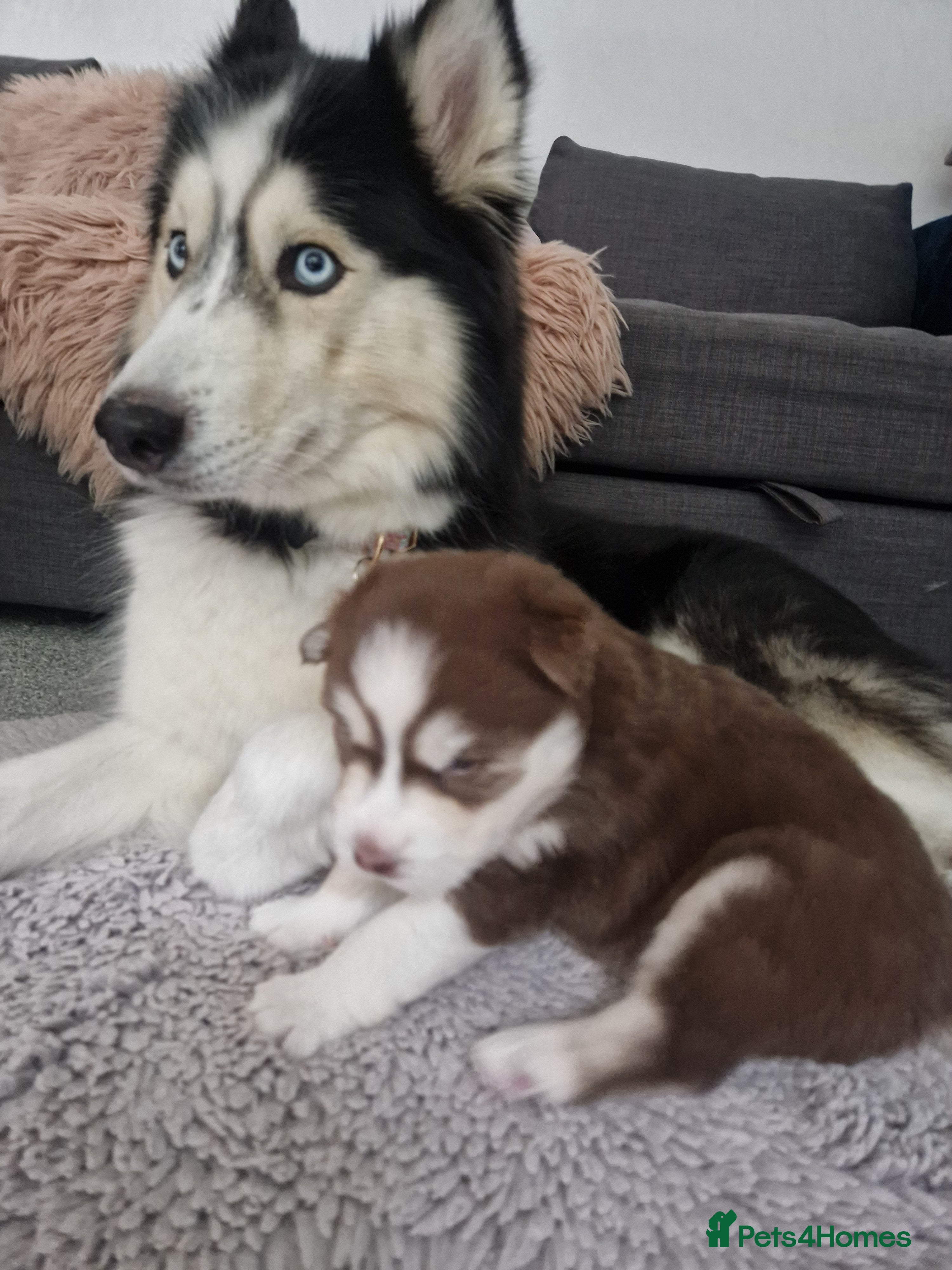 Siberian Husky dogs Beautiful blue eyed baby girl for sale - Advert 1